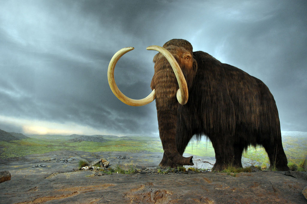woolley mammoth