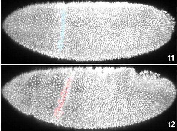 Physiological origami and proper body development in flies