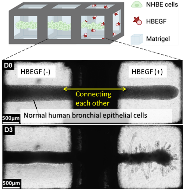 organoid positioning