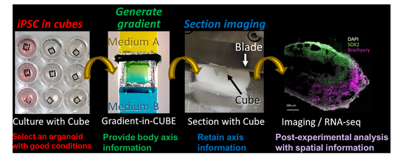 organoid cube processing