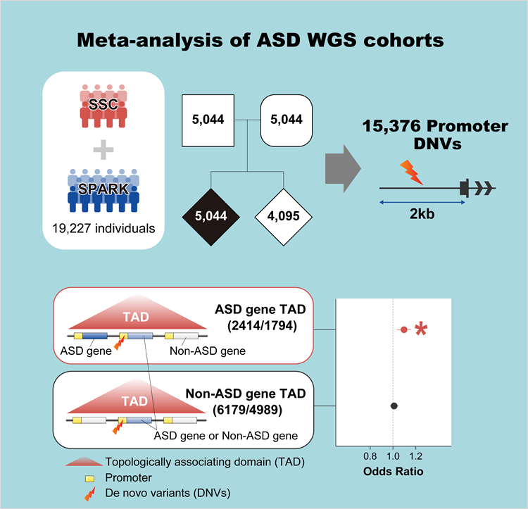 Flow chart of the experiment about ASD