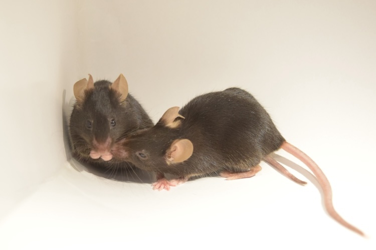 Strong emotions plus non-REM sleep equals longer-lasting perceptual memories
