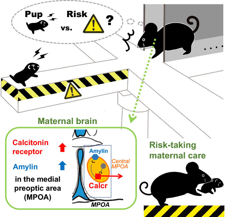 calcitonin receptor boosts motivation to care for pups