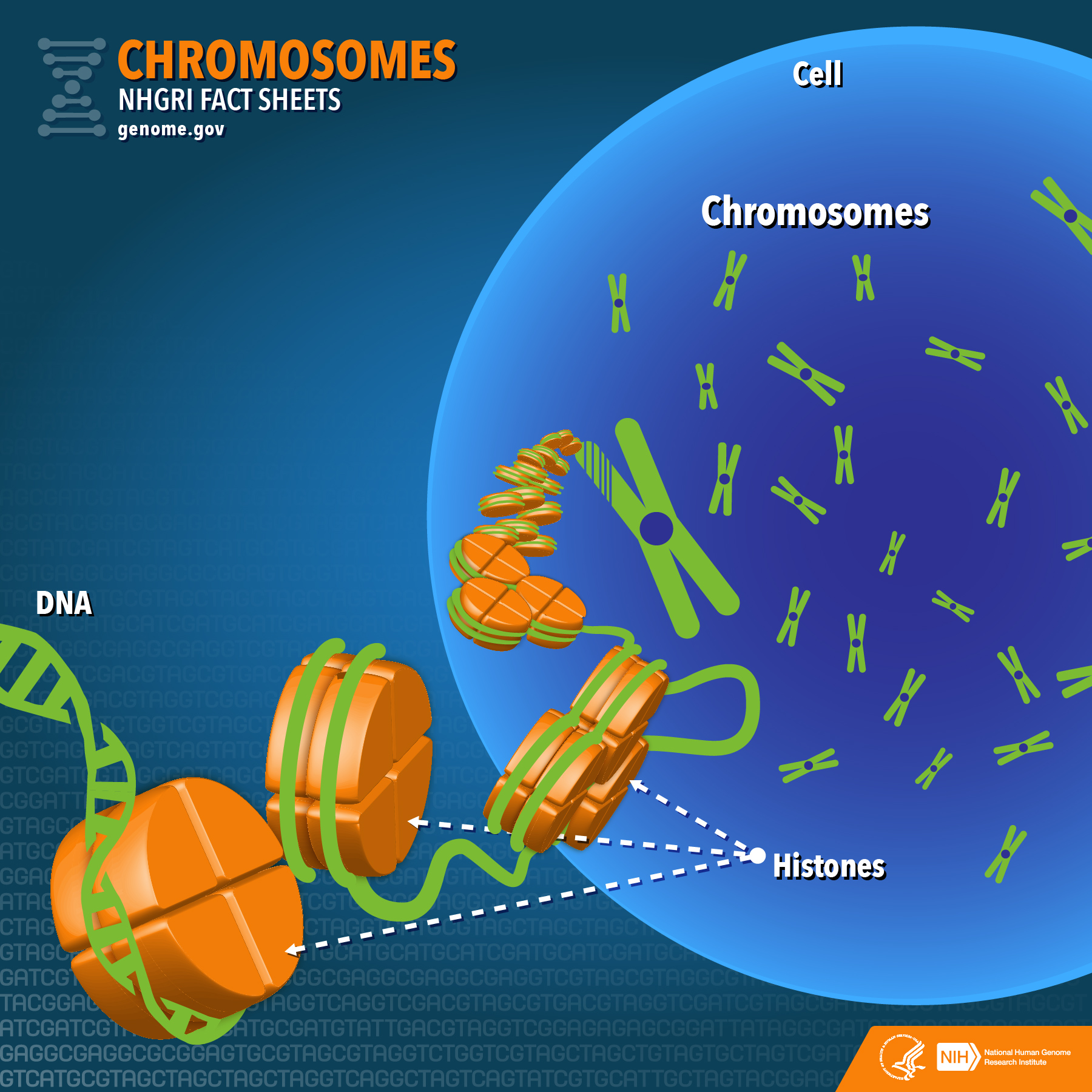 Chromosomes In A Cell Diagram