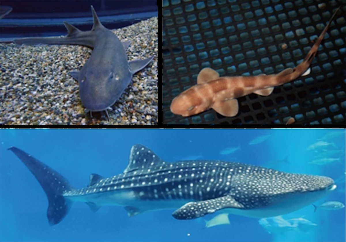 Photos of brownbanded bamboo, Cloudy shark, and Whale sharks