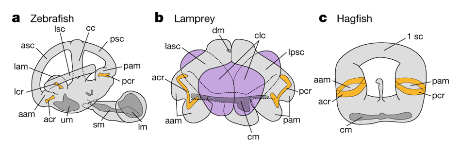 schematic of vertebrate inner ears