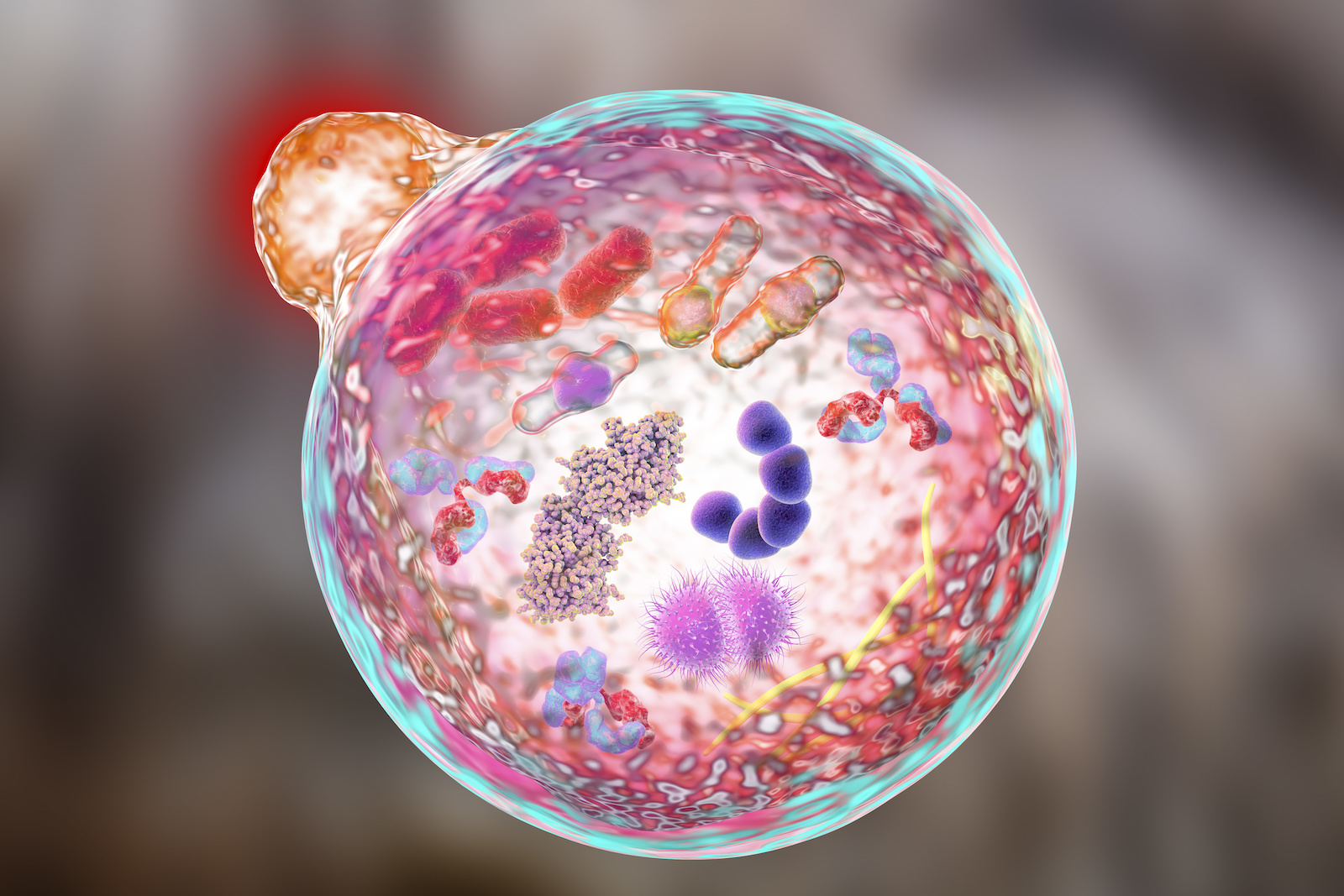 Cellular autophagy Mechanism for cellular autophagy