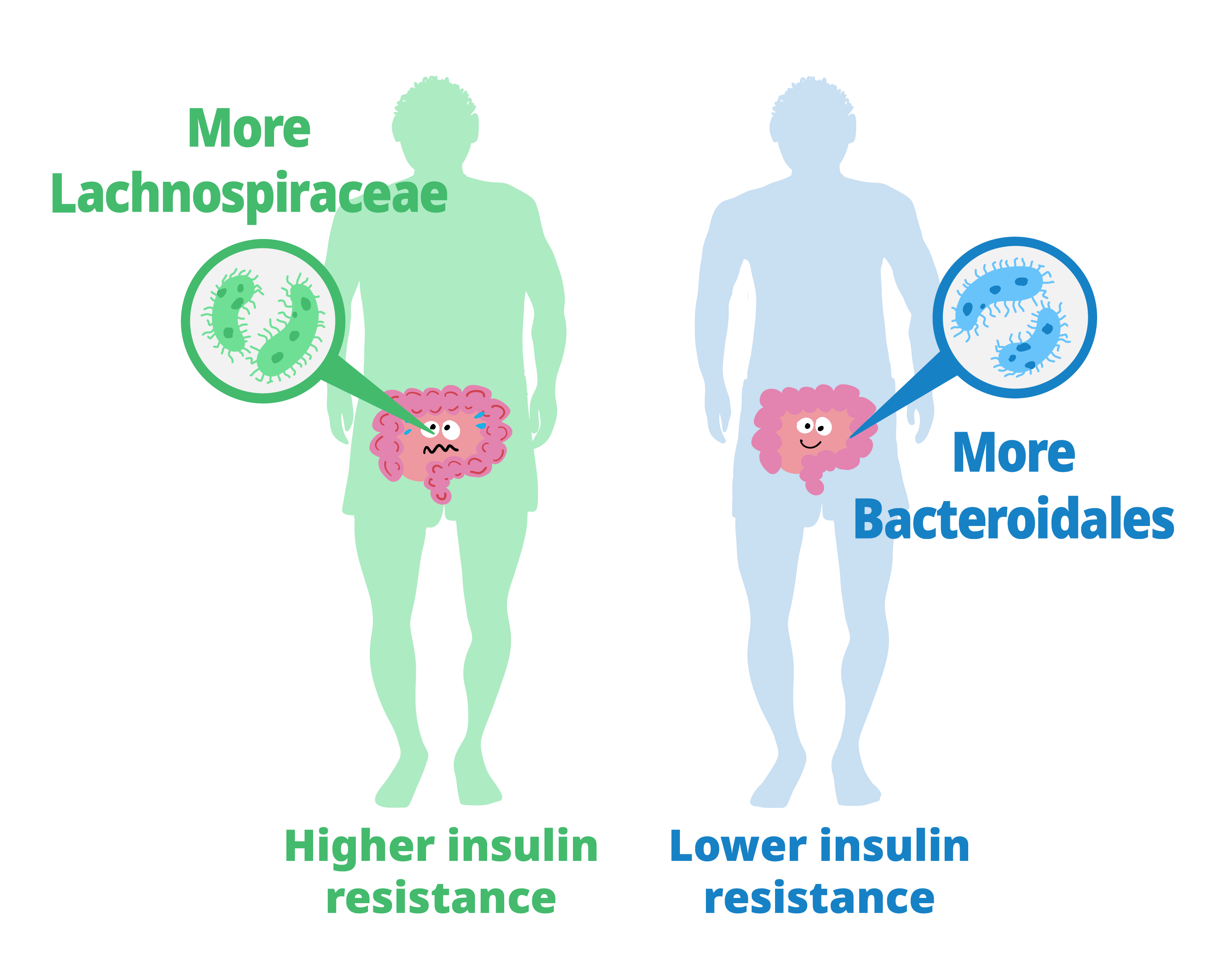 Bacteroidales bacteria reduce insulin resistance