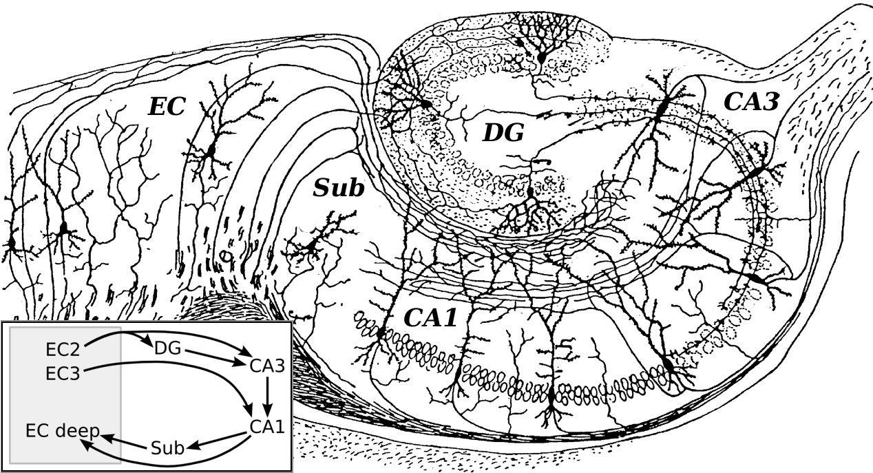 Modified sketch by Ramón y Cajal, 1911