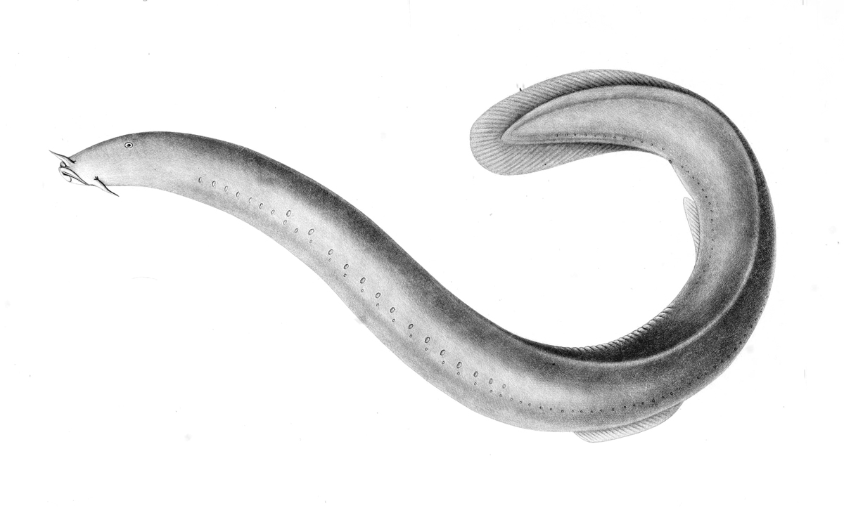 inner ear evolution and jawless fish Drawing of a hagfish (jawless vertebrate)