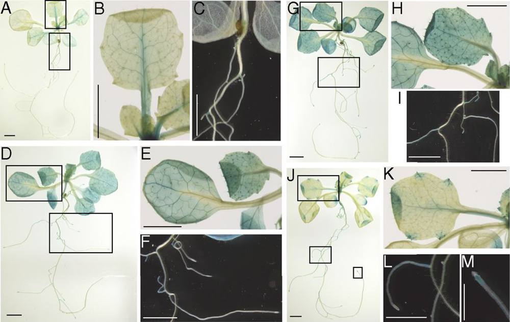 NGA family tissue expression photos of NGA tissue expression