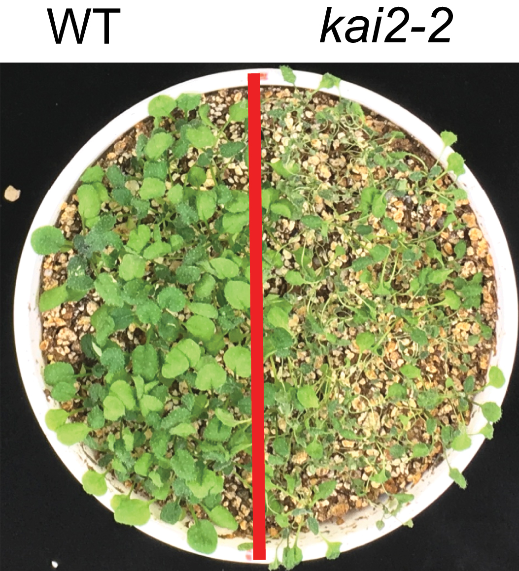 Photo showing wildtype and kai2 mutant plants grown in the same pot for 14 days without water.