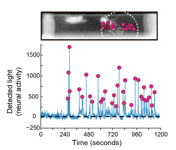 graph showing neuronal responses to fecal pheromones