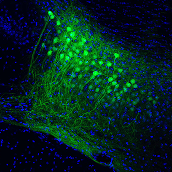 Memory retrieval needs a neuronal connecting flight