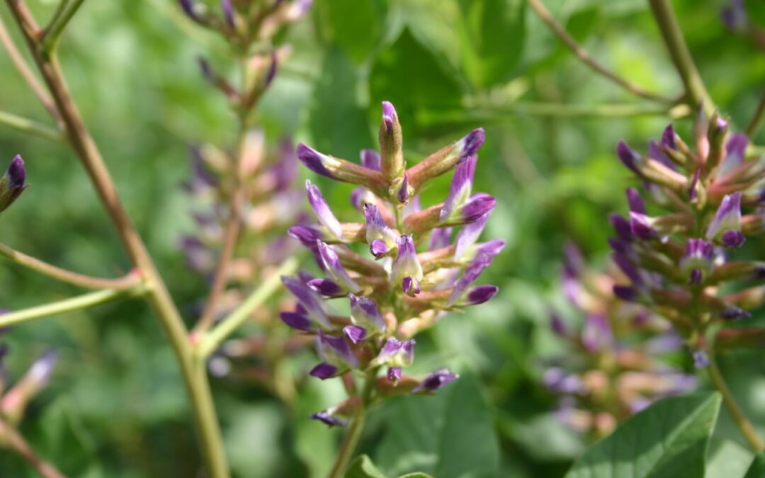 Thoughts on the genetics of medicinal licorice