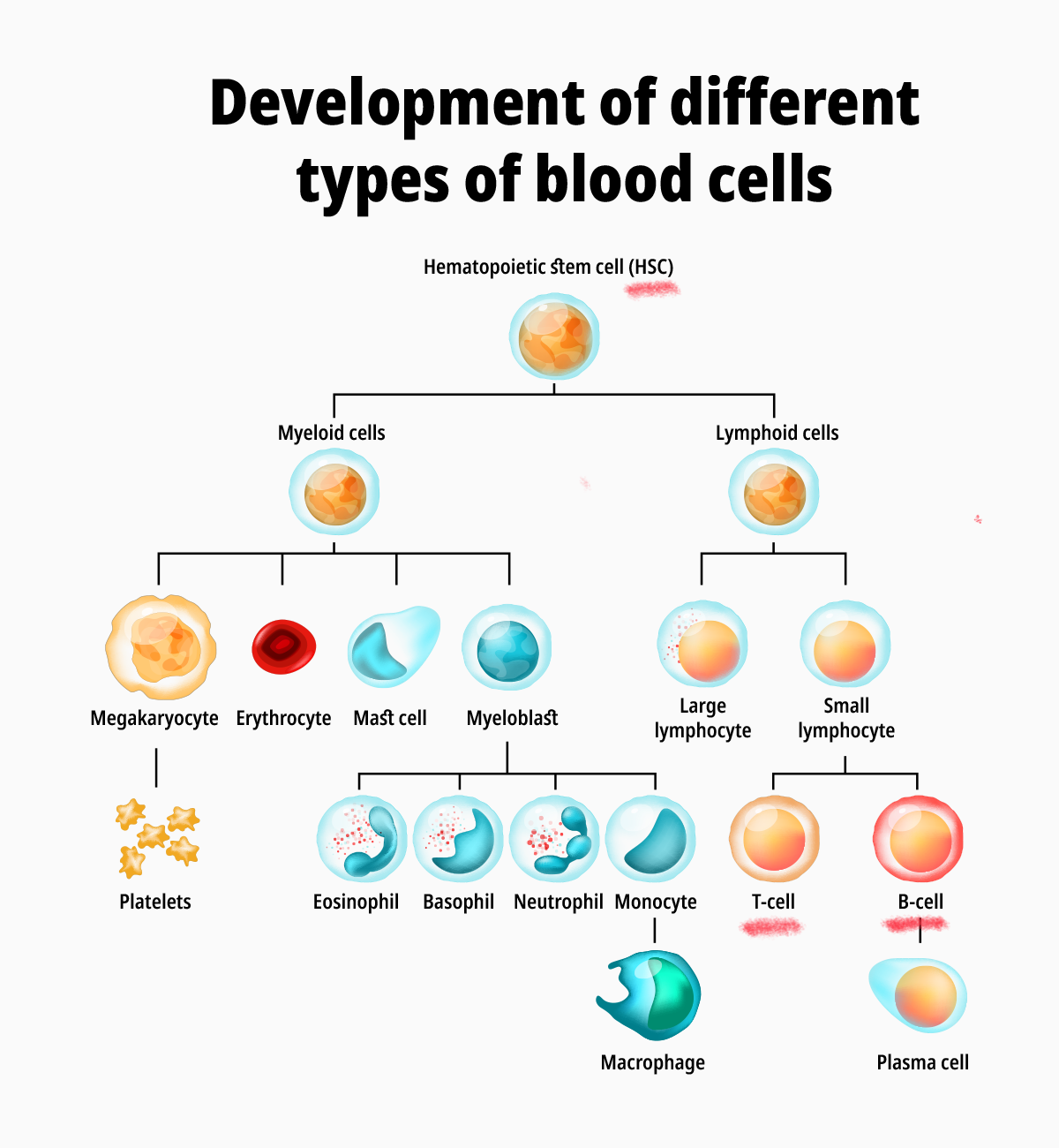 Blood Cell Lineage Chart