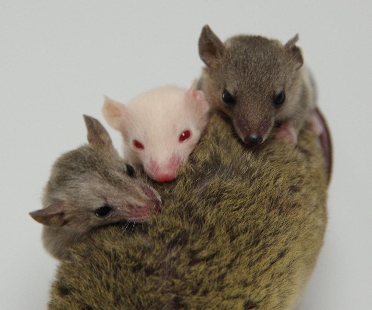 genome edited marsupials