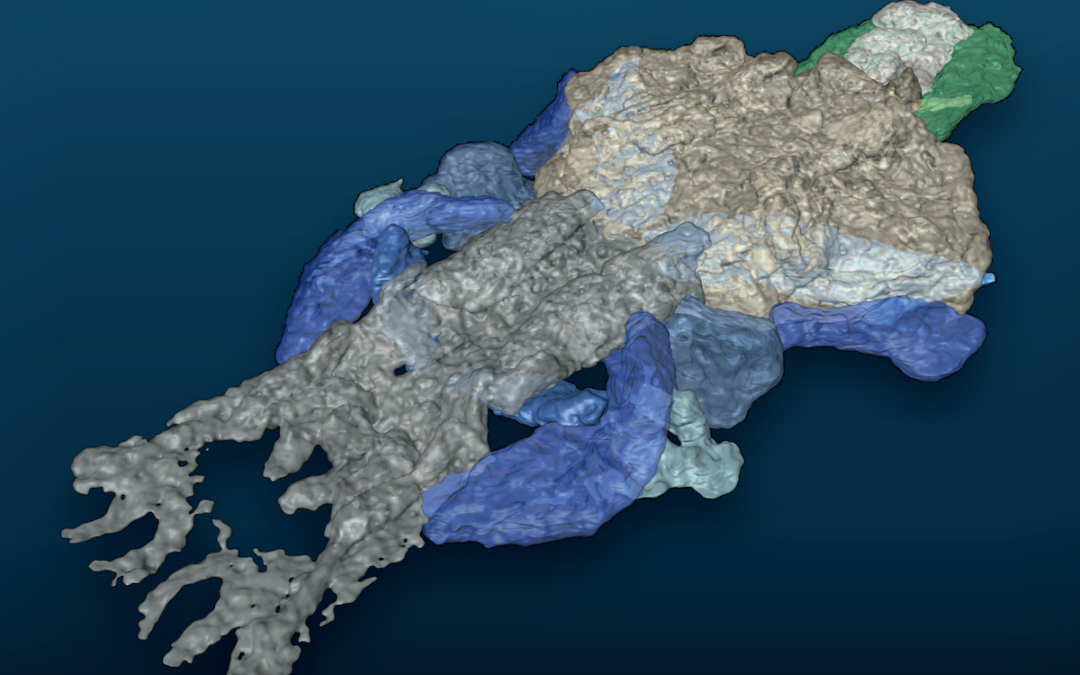 Palaeospondylus: mystery of vertebrate evolution solved