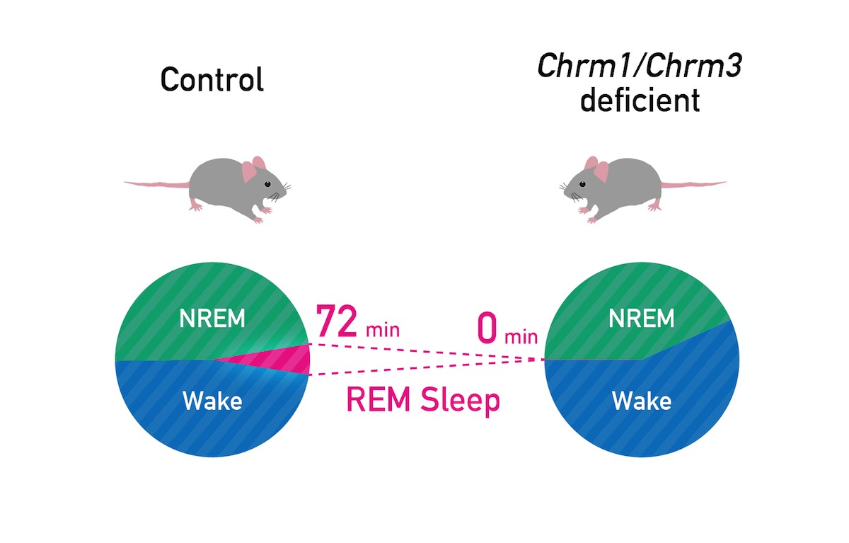 Pie charts for REM sleep
