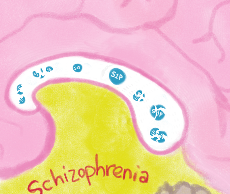 Sphingolipid S1P: Potential new target for schizophrenia treatment