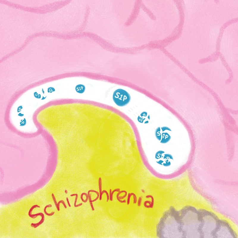 S1P degrades in schizophrenia