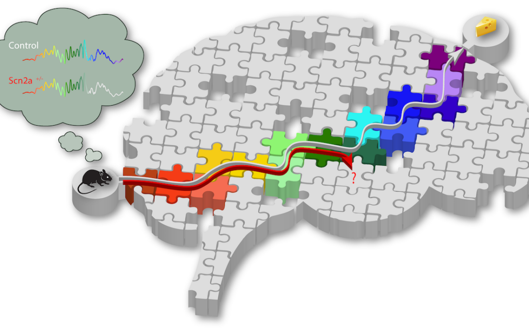 Gene linked to intellectual ability affects memory replay in mice