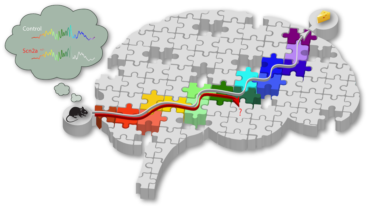 Gene linked to intellectual ability affects memory replay in mice