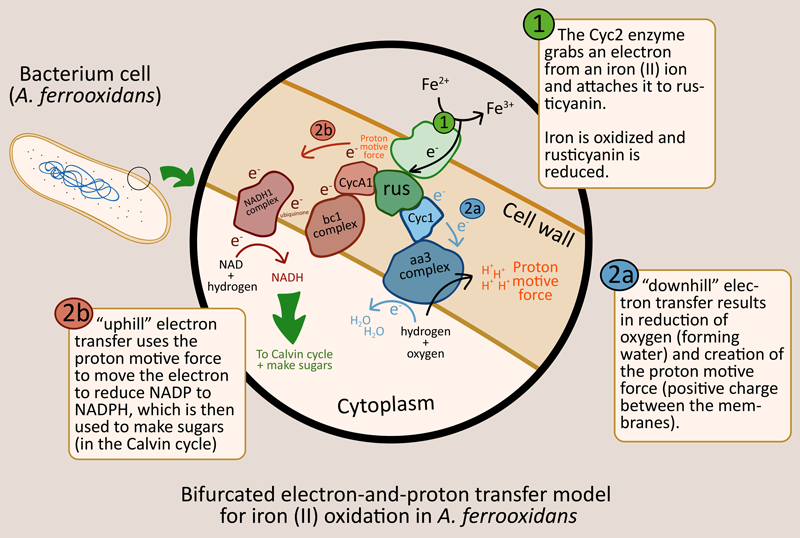 iron oxidation and electron transfer