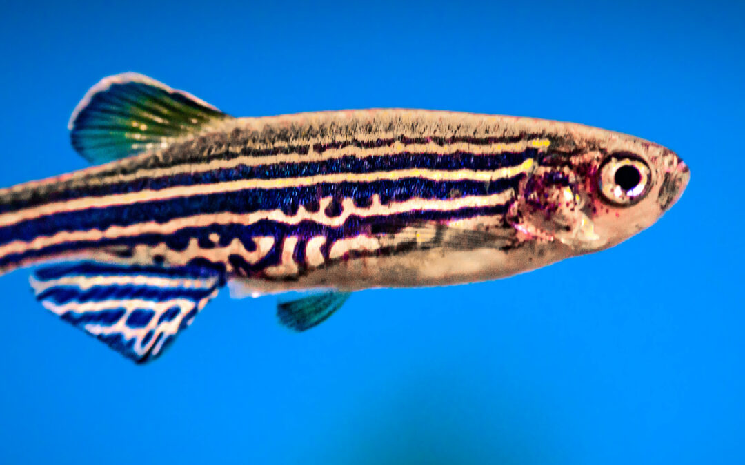 Zebrafish imagine a danger-free future to avoid threats in virtual reality