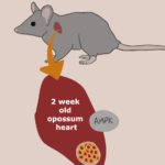 Marsupial heart regeneration ability given to mice