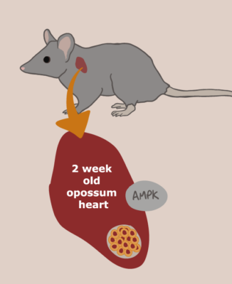 Marsupial heart regeneration ability given to mice