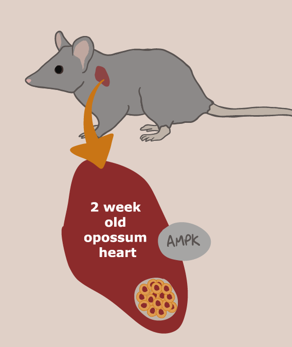 Marsupial heart regeneration ability given to mice