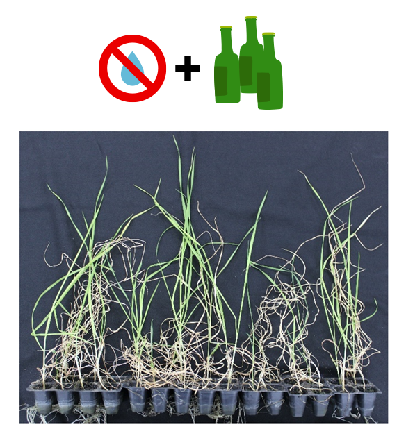 Ethanol pretreated soil protects plants from drought