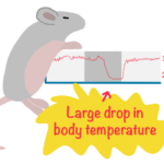 Toward human hibernation: cold-resistant mouse stem cells