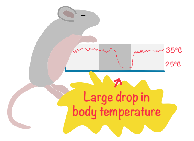 Toward human hibernation: cold-resistant mouse stem cells