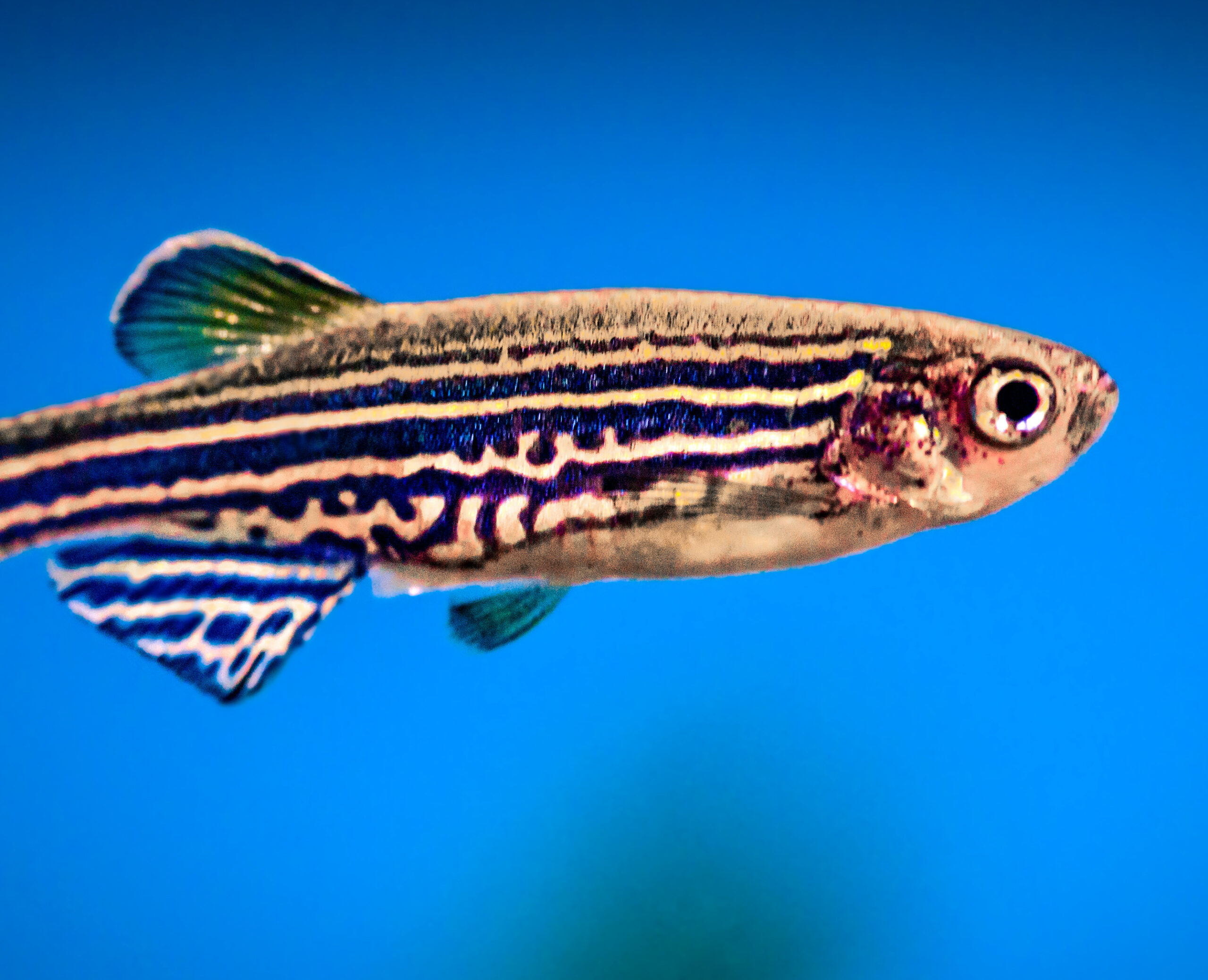 Zebrafish imagine a danger-free future to avoid threats in virtual reality