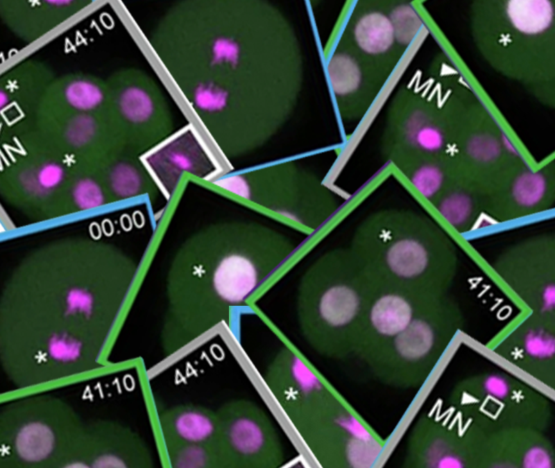 Chromosome copying errors pinpointed in developing embryos