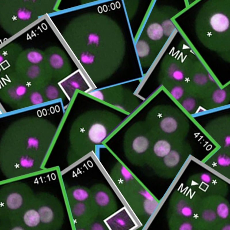 Chromosome copying errors pinpointed in developing embryos