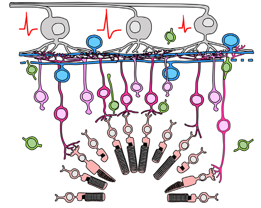 New lab-grown retinal sheets almost ready for clinical trials