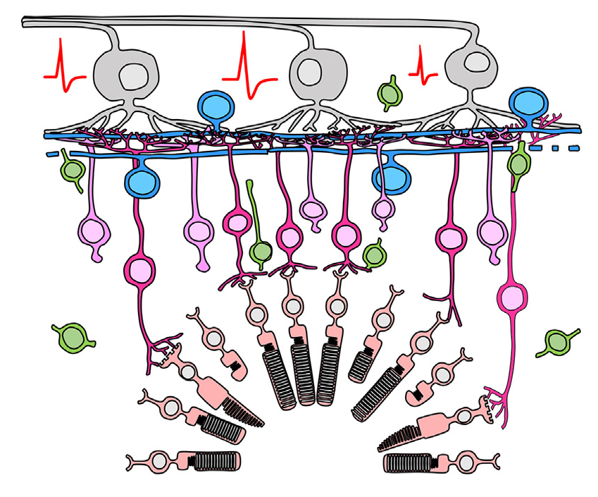 New lab-grown retinal sheets almost ready for clinical trials