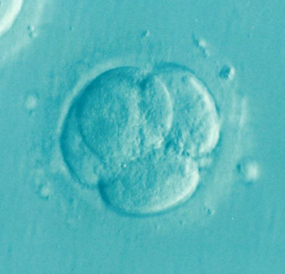 From egg to embryo