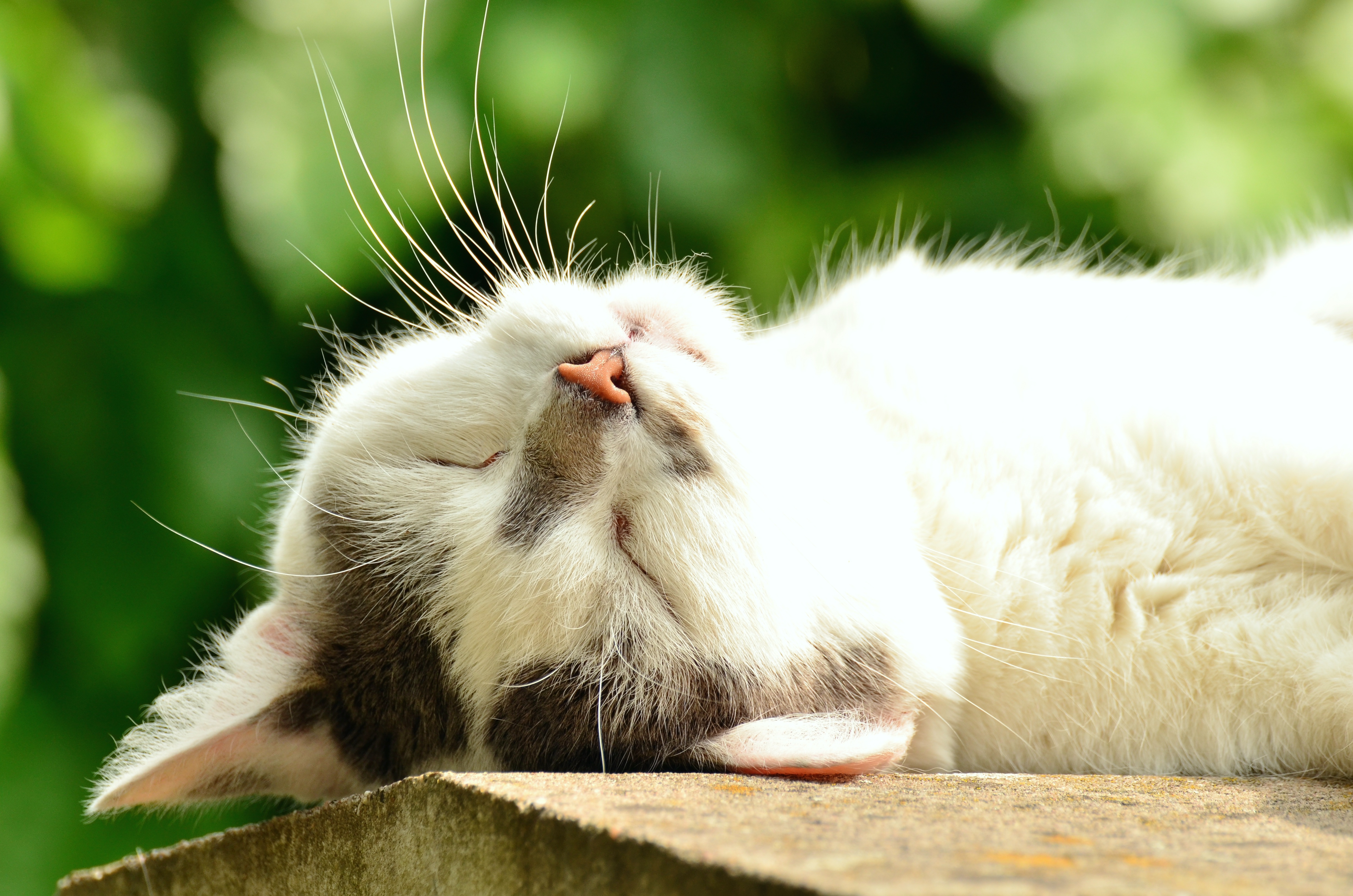 photo of a sleeping cat resetting its body clock