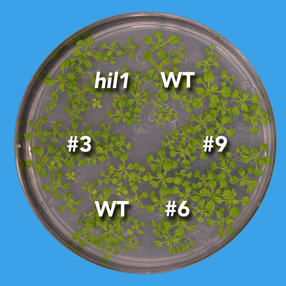 wild-type and hil1 plants under control conditions (no heat stress)