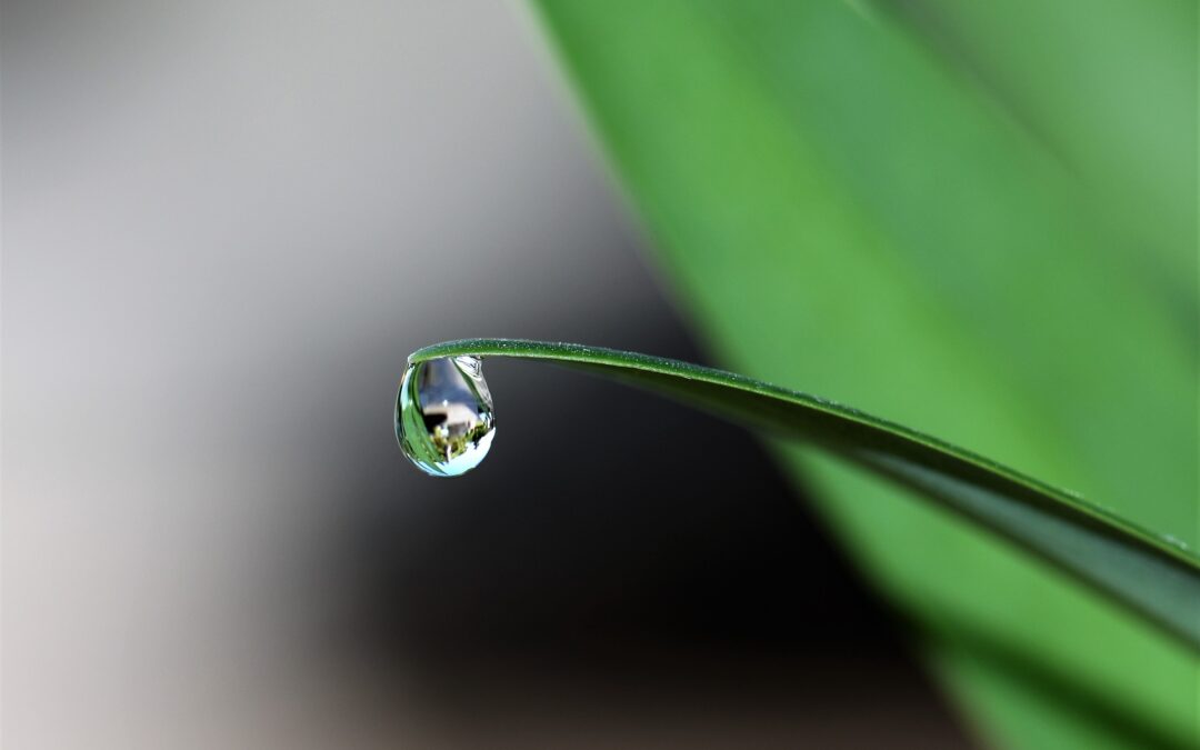 Summer fun: how plants beat the heat