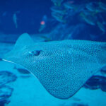 Electric rays to help us map the ocean floor