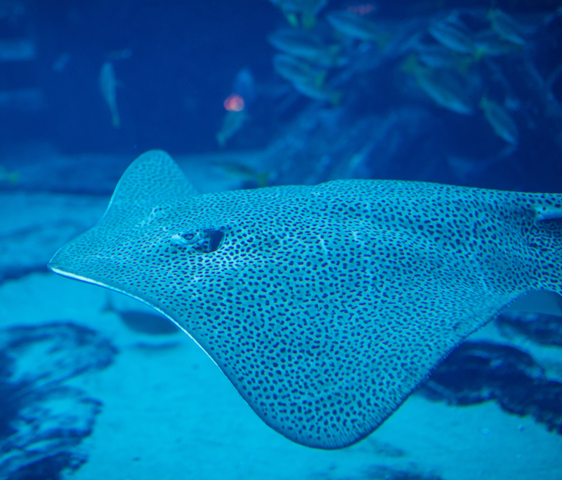 electric rays used to map seabed
