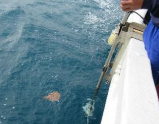 electric ray mapping ocean near boat