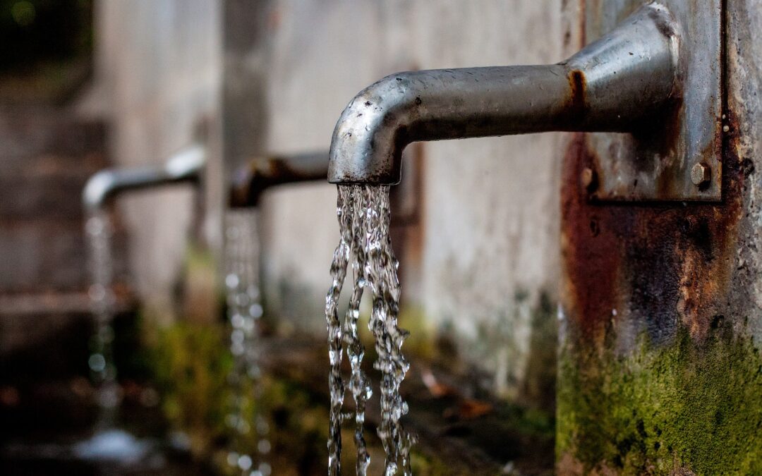 Clean and green: a moss that removes lead (Pb) from water