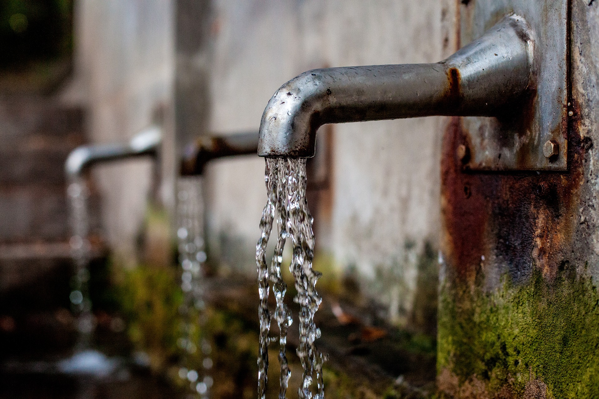 Clean and green: a moss that removes lead (Pb) from water