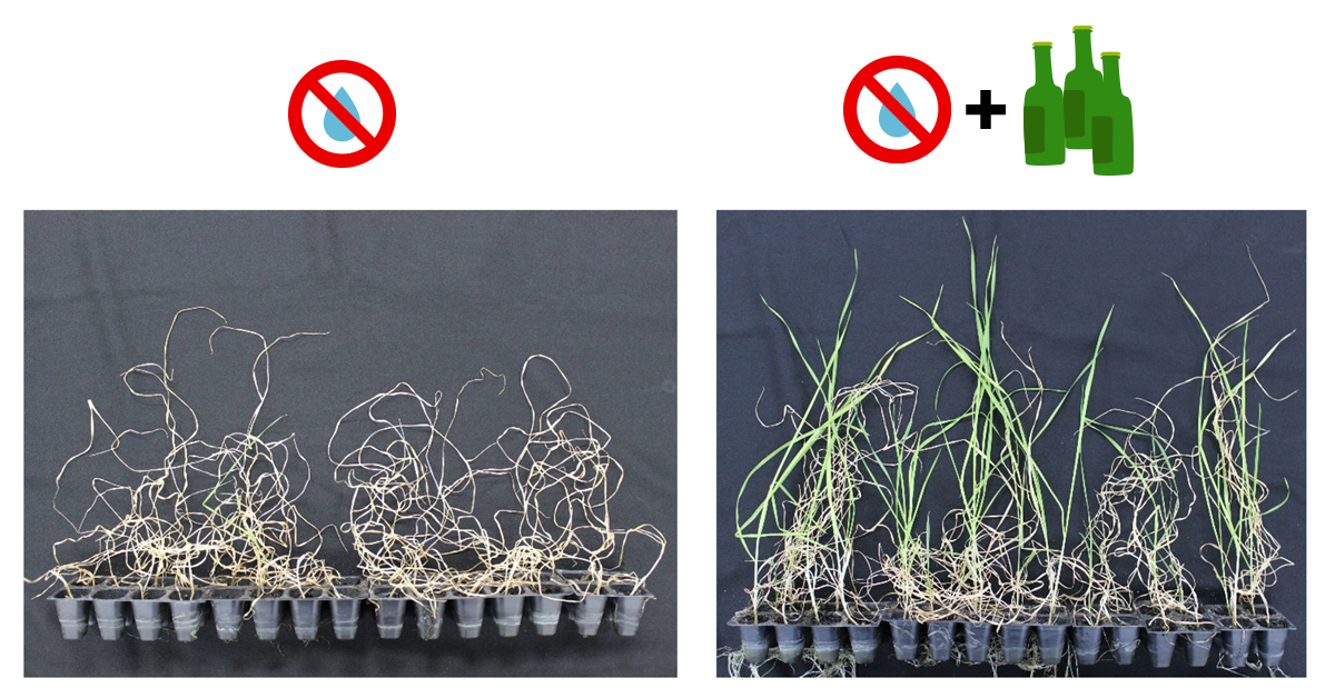 ethenol protects wheat from drought